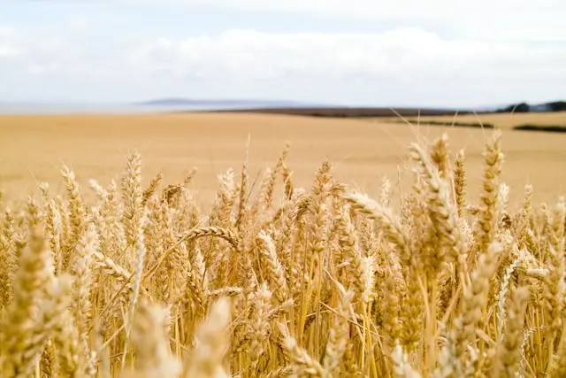 Image d'un champ de blé